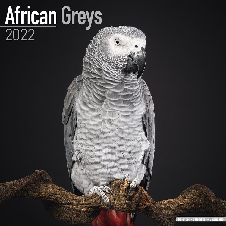 Calendar 2027 African Greys