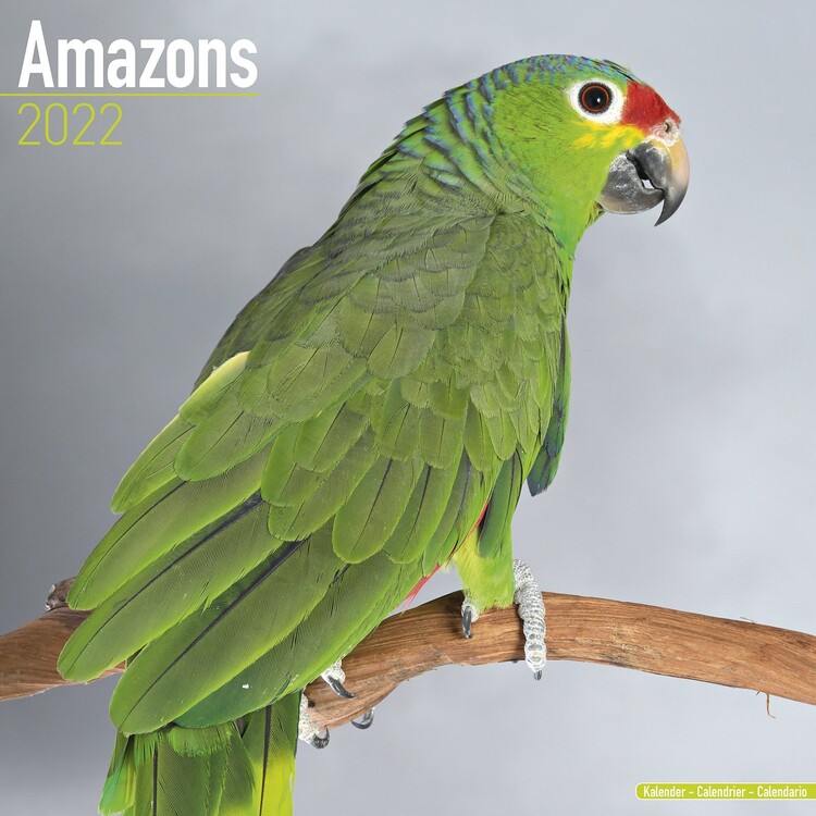 Koledar 2027 Amazons