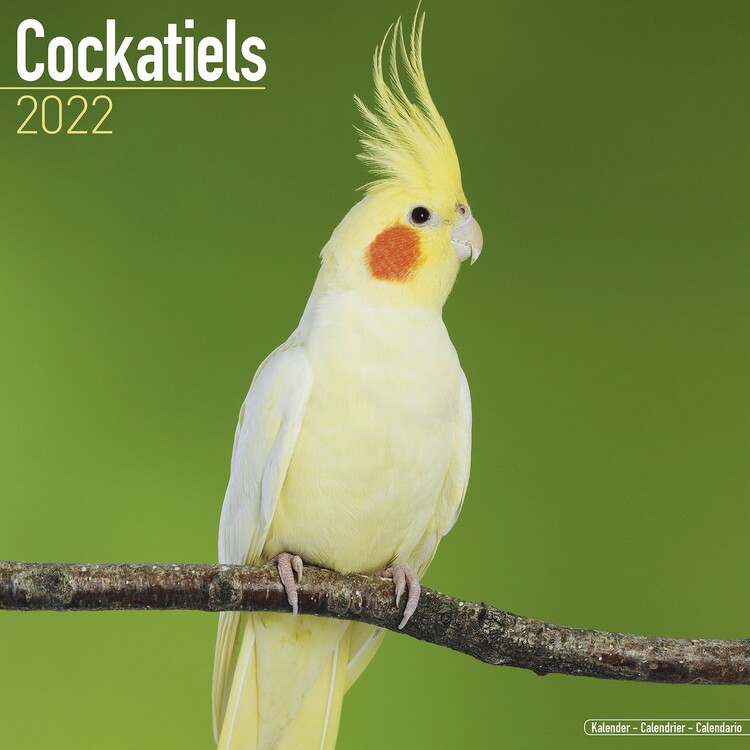 Calendar 2022 Cockatiels