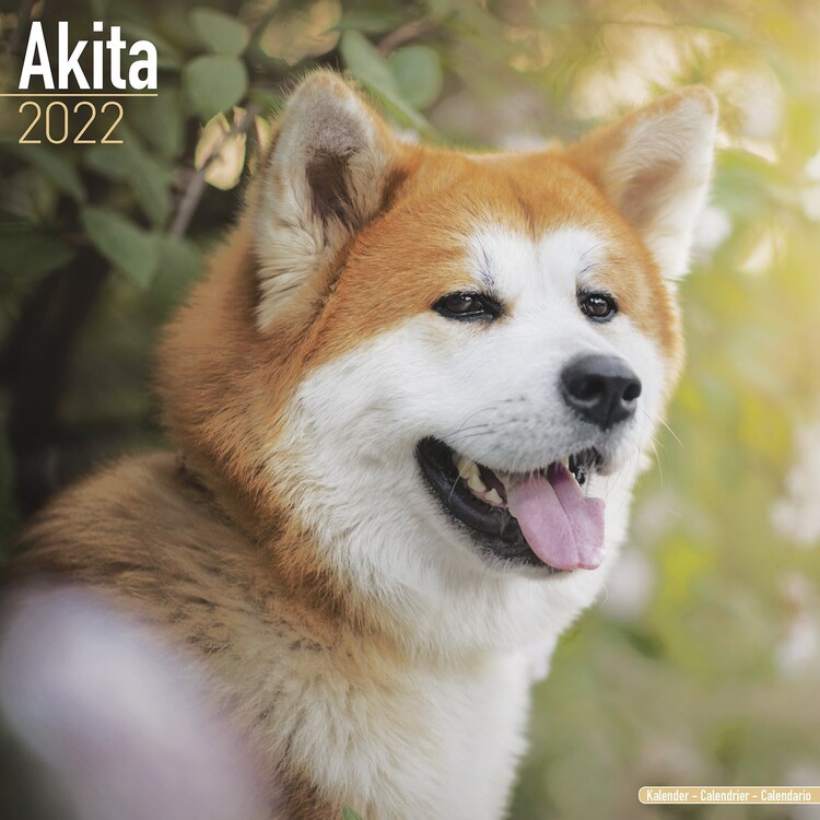 Ημερολόγιο 2027 Akita