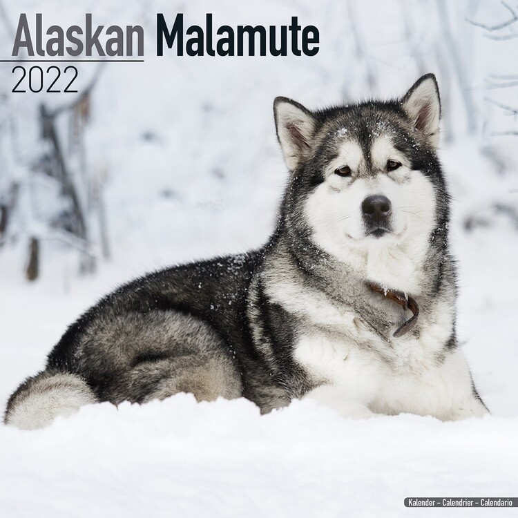 Kalenteri 2027 Alaskan Malamute