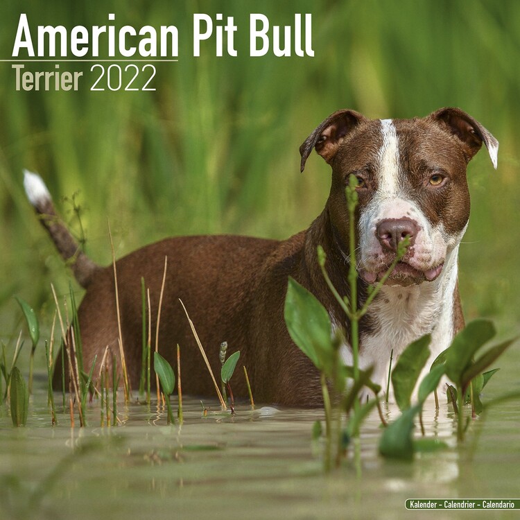 Ημερολόγιο 2027 American Pit Bull Terrier