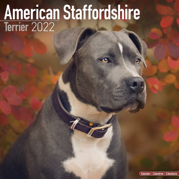Календар 2027 American Staffordshire Terrier