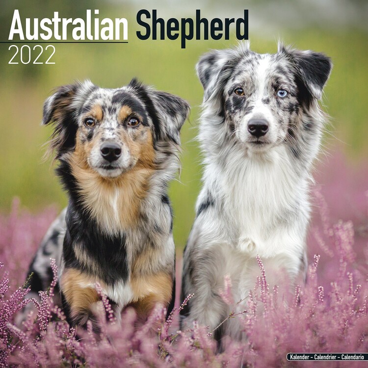 Calendar 2022 Australian Shepherd