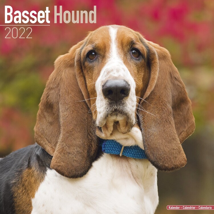 Ημερολόγιο 2027 Basset Hound