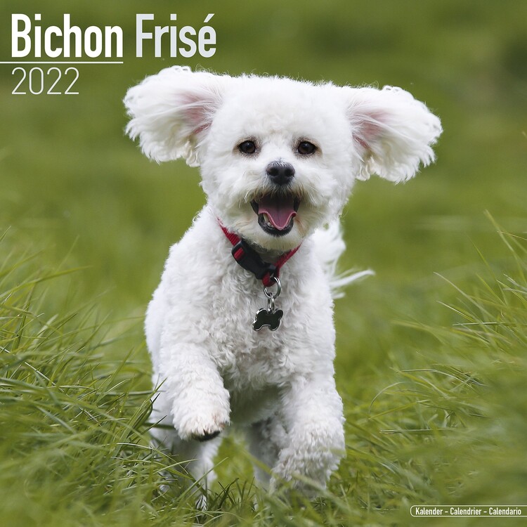 Ημερολόγιο 2027 Bichon Frise