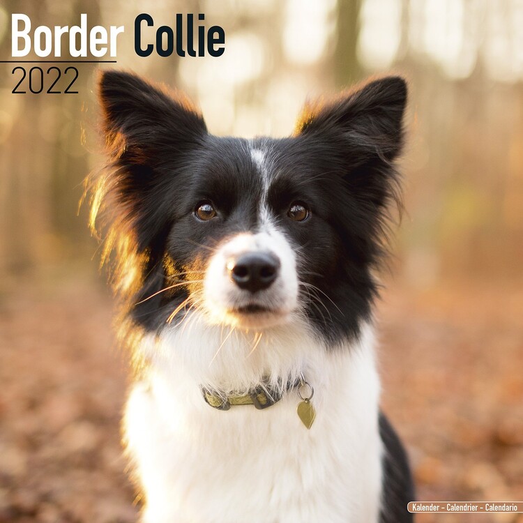 Calendar 2027 Border Collie