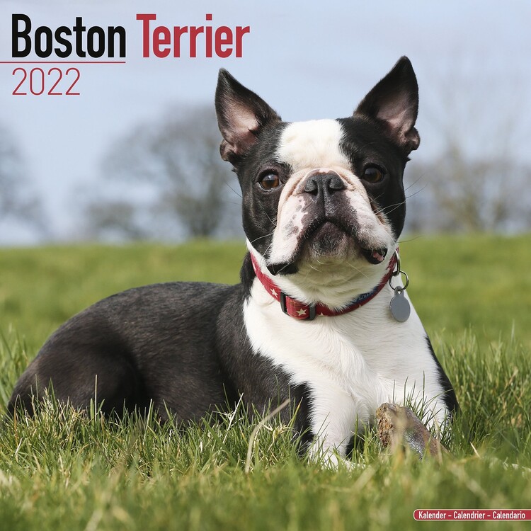 Calendar 2022 Boston Terrier