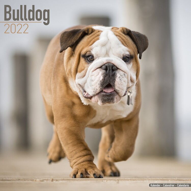Calendar 2022 Bulldog