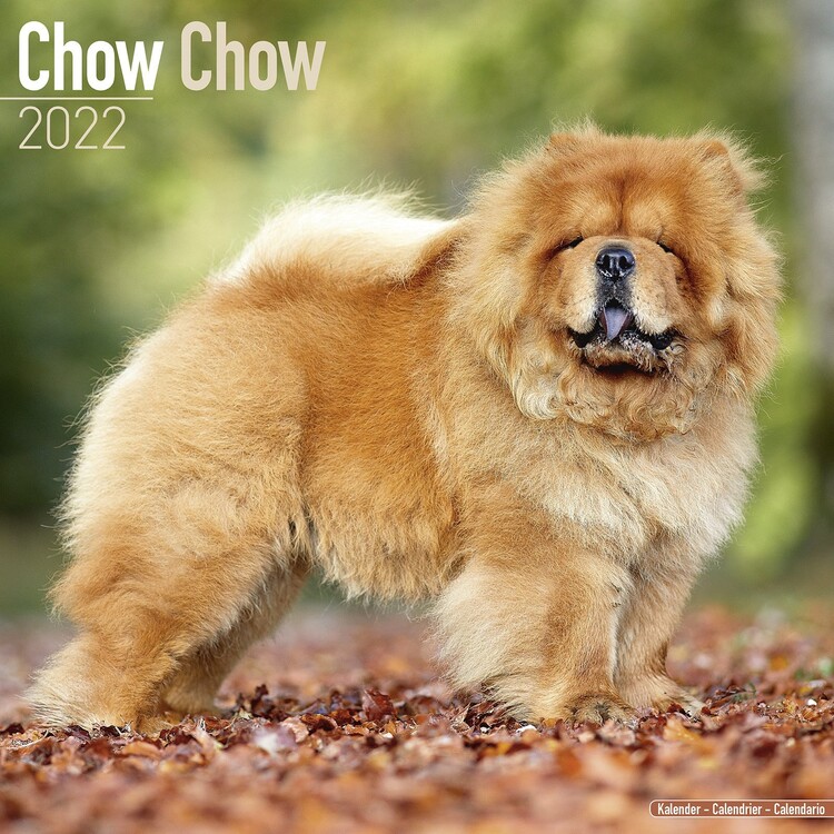 Calendar 2027 Chow Chow