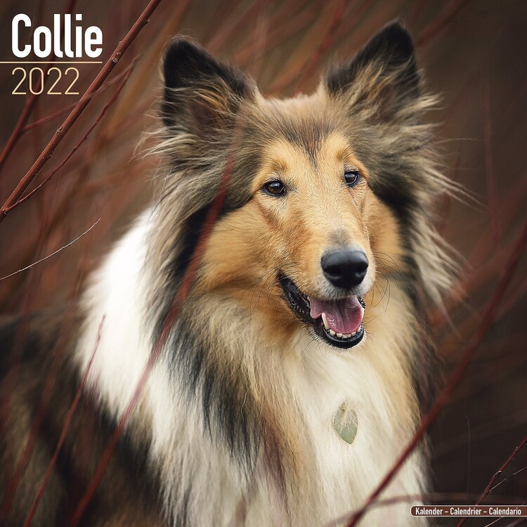 Calendar 2027 Collie