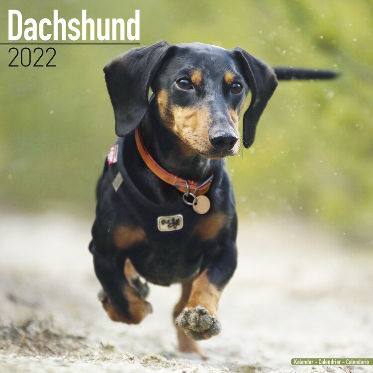 Calendar 2022 Dachshund