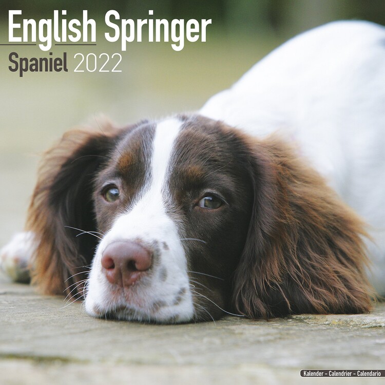 Ημερολόγιο 2027 Eng Springer Spaniel