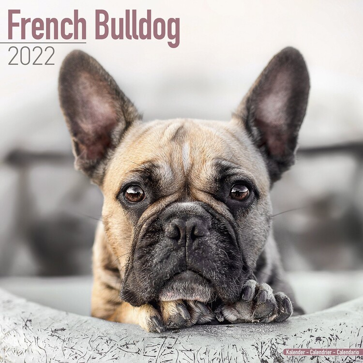 Calendar 2022 French Bulldog