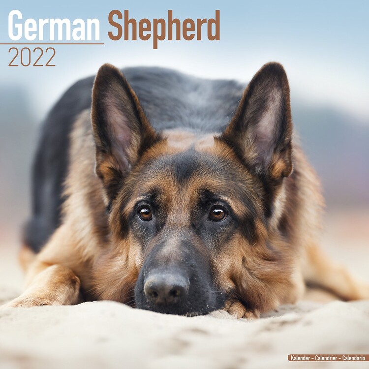 Calendário 2027 German Shepherd