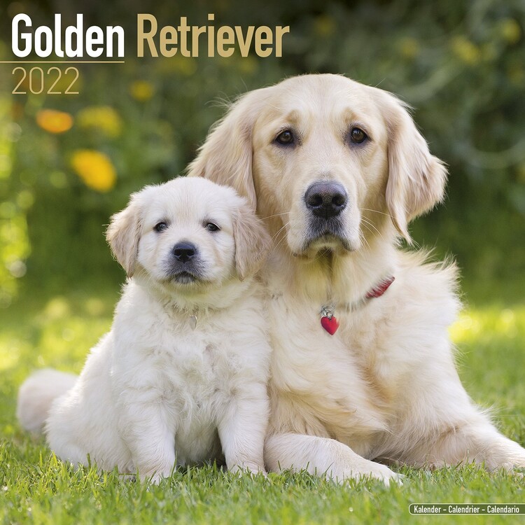 Calendar 2027 Golden Retriever