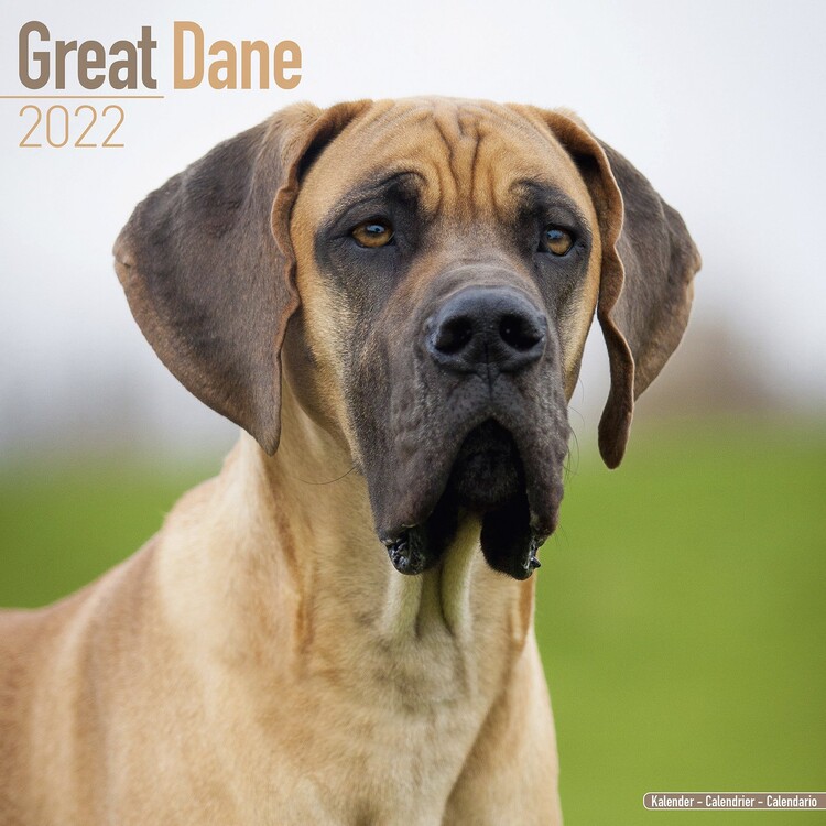 Calendar 2027 Great Dane