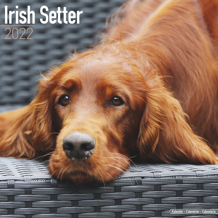 Calendar 2027 Irish Setter