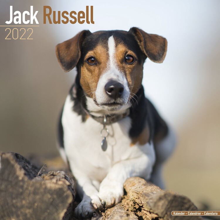 Ημερολόγιο 2027 Jack Russell