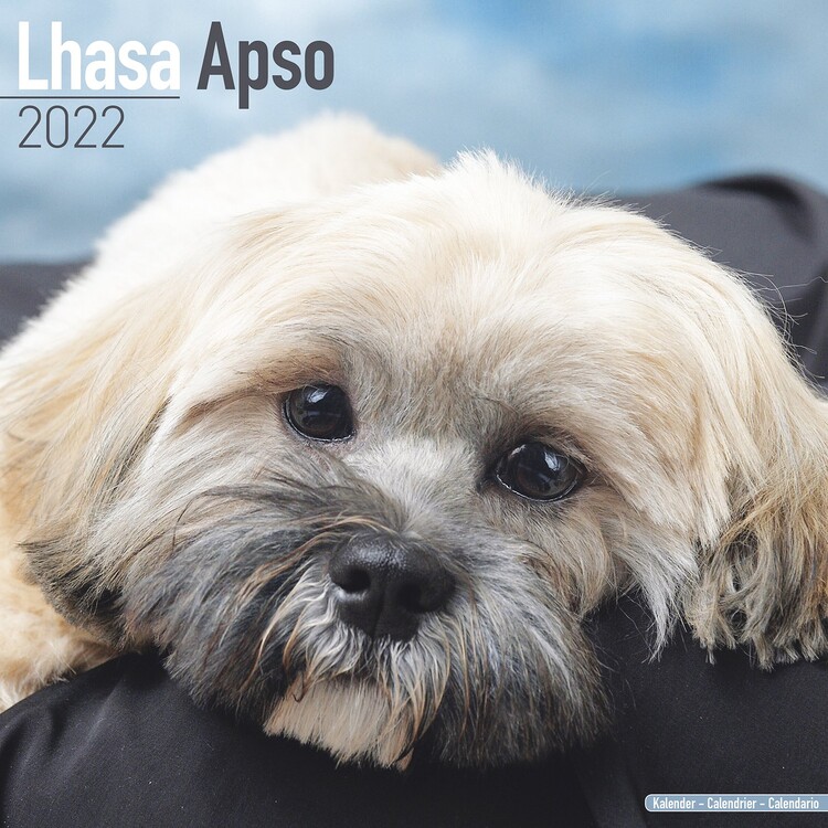 Calendar 2027 Lhasa Apso