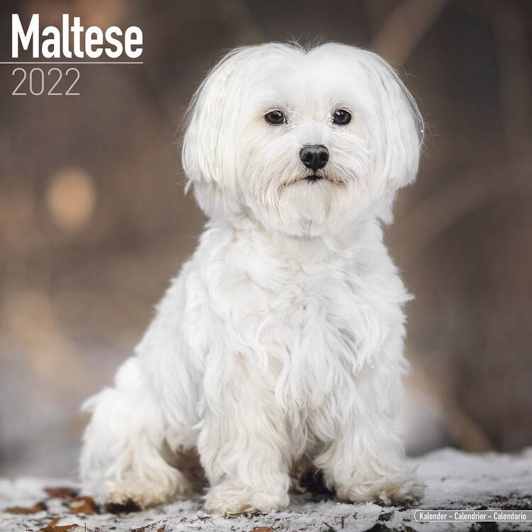 Календар 2027 Maltese