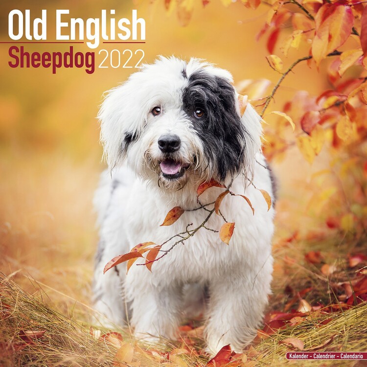 Ημερολόγιο 2027 Old English Sheepdog