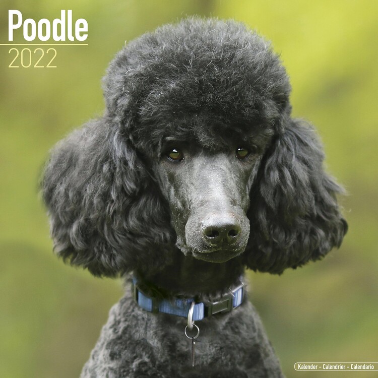 Kalenteri 2027 Poodle