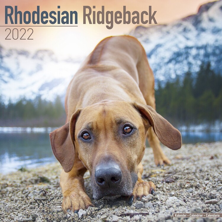 Ημερολόγιο 2027 Rhodesian Ridgeback