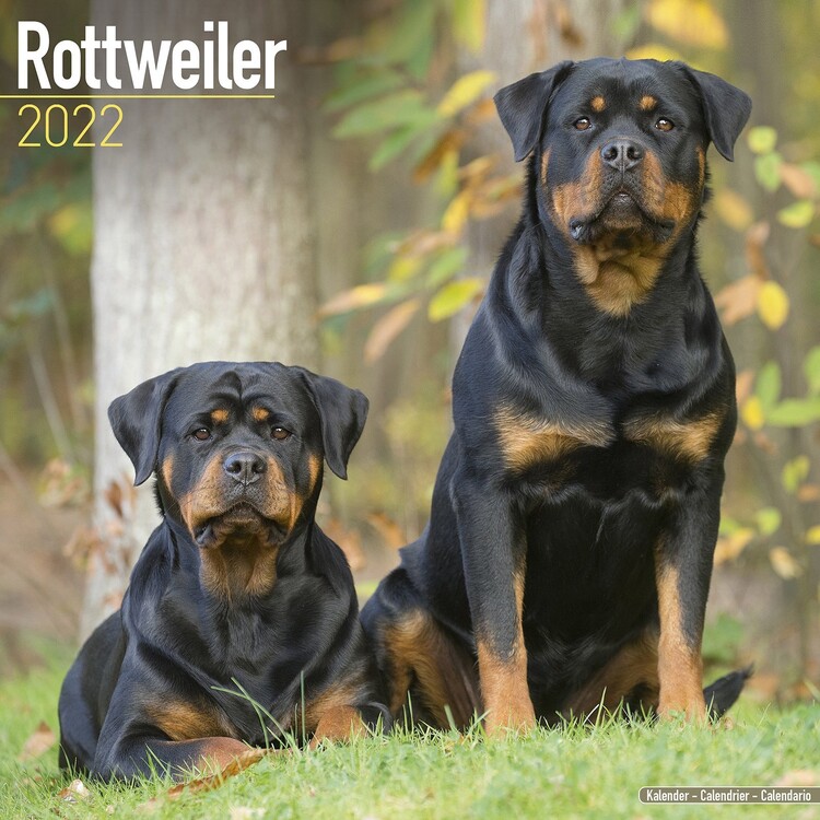 Calendário 2027 Rottweiler