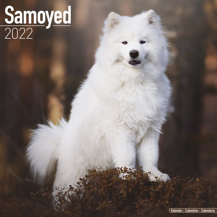 Calendar 2027 Samoyed