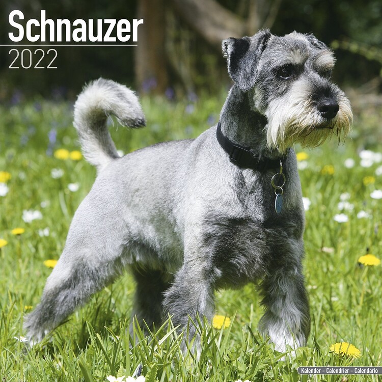 Calendar 2027 Schnauzer