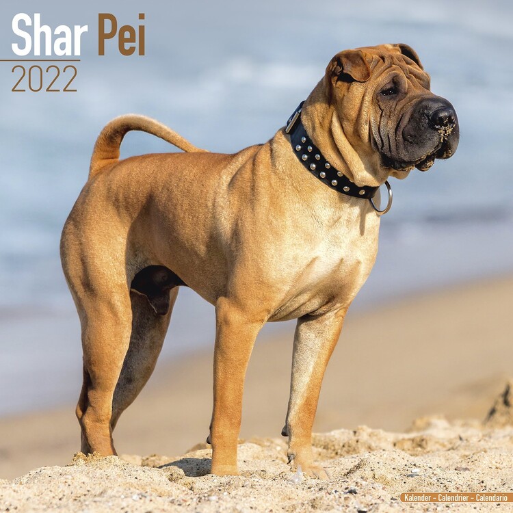 Calendar 2027 Shar Pei