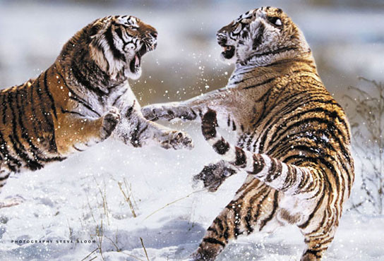 Poster Siberian tigers