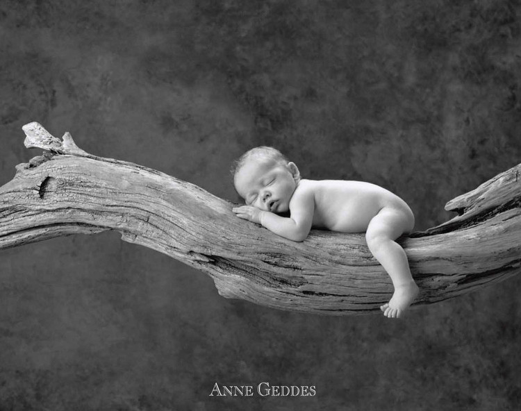 Poster Anne Geddes - branch