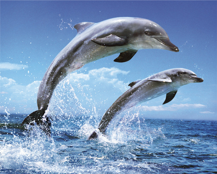 Poster Dolphins