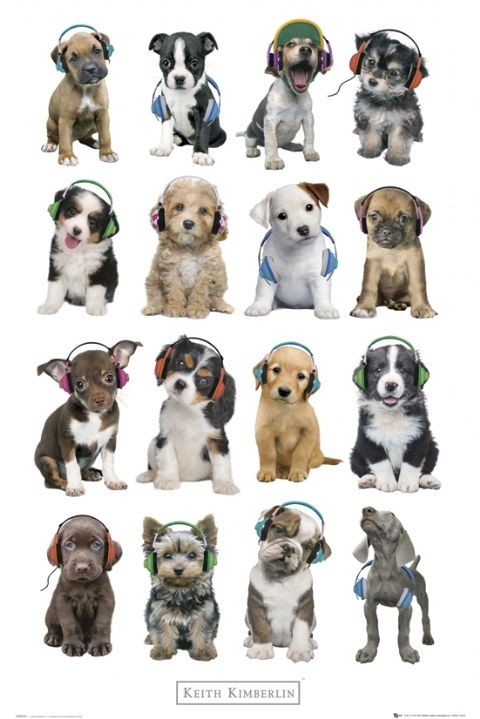 Плакат K. Kimberlin - puppies headphon