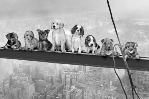 Плакат Dogs on girder