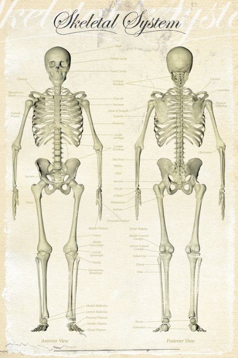 Плакат Skeletal system