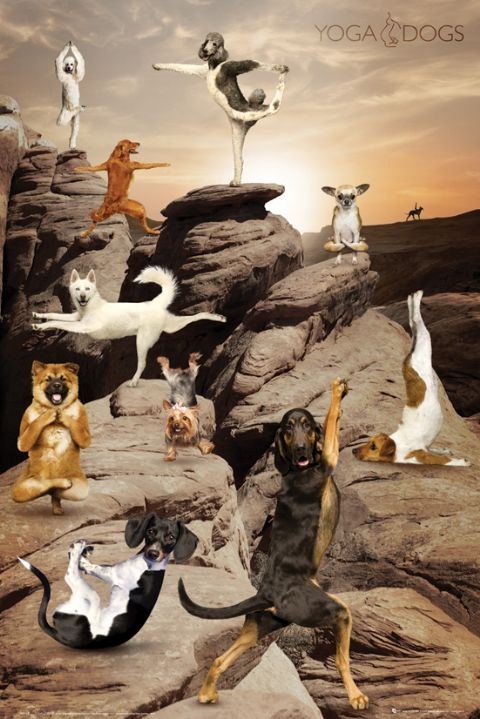 Плакат Yoga dogs - canyon