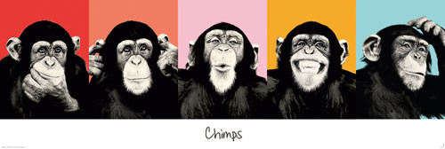 Плакат The Chimp - pop