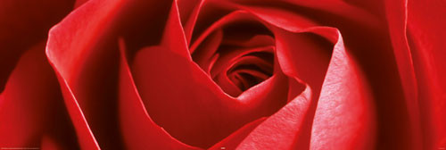 Плакат Red rose