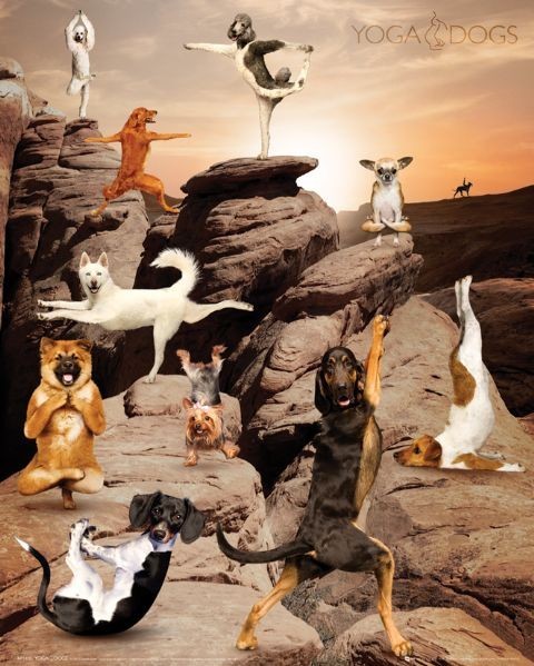 Плакат Yoga Dogs - canyon