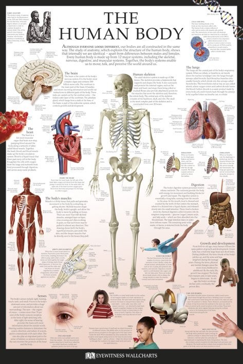 Poster The human body