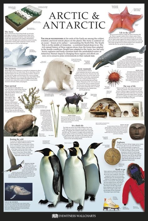 Плакат Artic & Antarctic