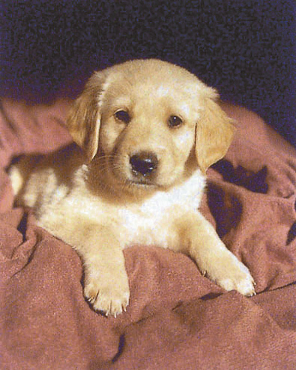 Плакат Puppy