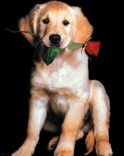 Плакат Golden retriever