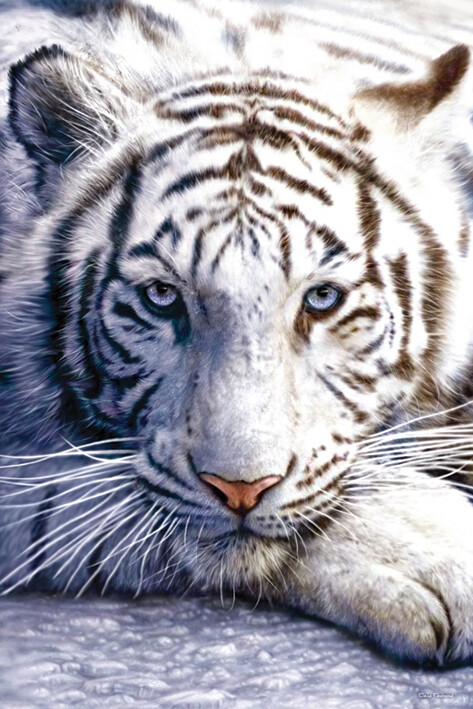 Πλαισιωμένη αφίσα White tiger