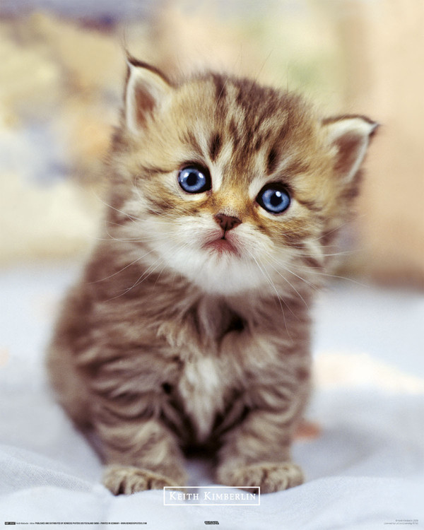 Плакат KEITH KIMBERLIN - little kitten