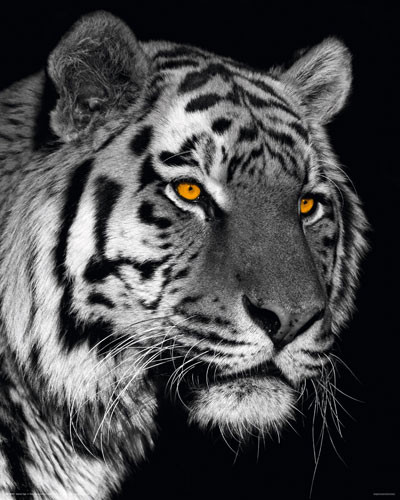 Poster SIBERIAN TIGER