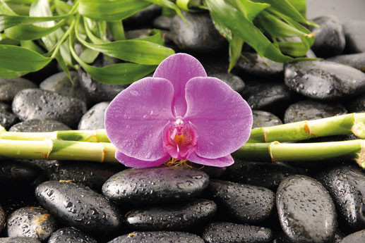 Плакат Orchidee